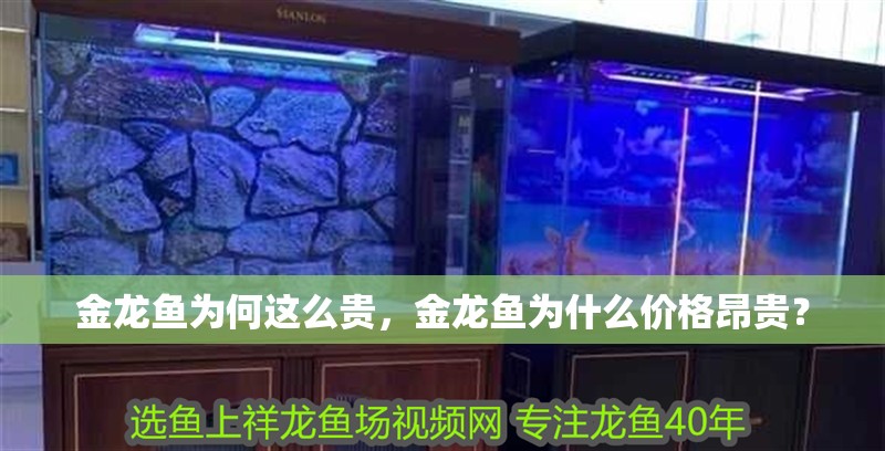 金龍魚為何這么貴，金龍魚為什么價格昂貴？ 金龍魚為何這么貴，金龍魚為什么價格昂貴？ 龍魚百科 第1張