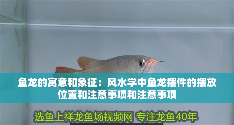魚龍的寓意和象征：風(fēng)水學(xué)中魚龍擺件的擺放位置和注意事項(xiàng)和注意事項(xiàng)