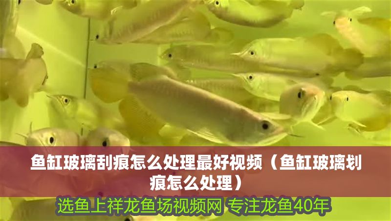魚缸玻璃刮痕怎么處理最好視頻（魚缸玻璃劃痕怎么處理）