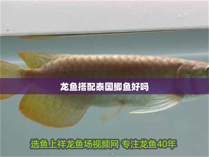 龍魚搭配泰國鯽魚好嗎