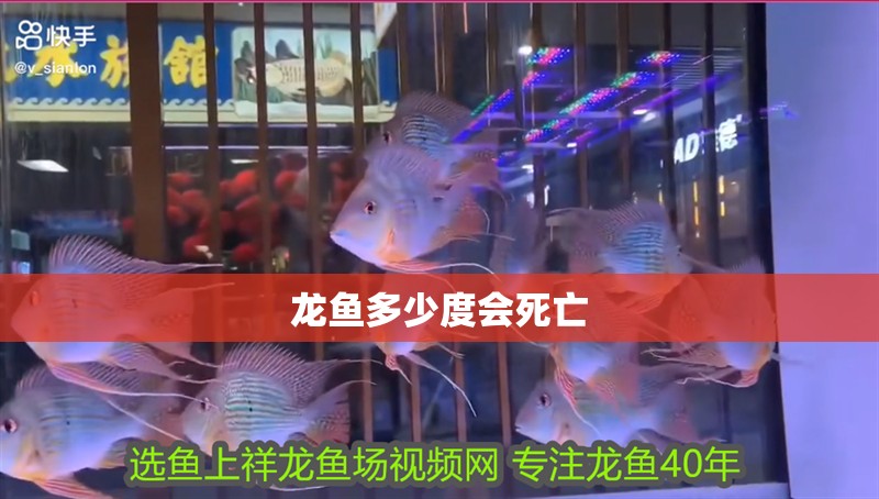 龍魚多少度會死亡