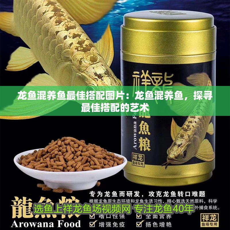 龍魚混養魚最佳搭配圖片：龍魚混養魚，探尋最佳搭配的藝術