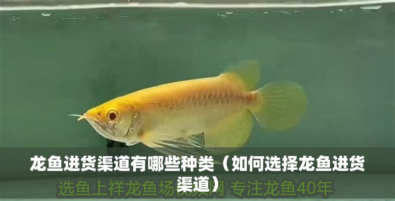 龍魚進貨渠道有哪些種類（如何選擇龍魚進貨渠道） 龍魚進貨渠道有哪些種類（如何選擇龍魚進貨渠道） 龍魚百科 第2張