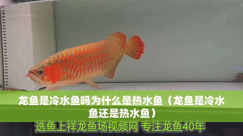 龍魚是冷水魚嗎為什么是熱水魚（龍魚是冷水魚還是熱水魚）