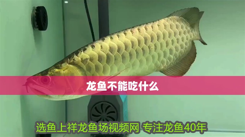 龍魚不能吃什么 龍魚不能吃什么 龍魚百科 第1張