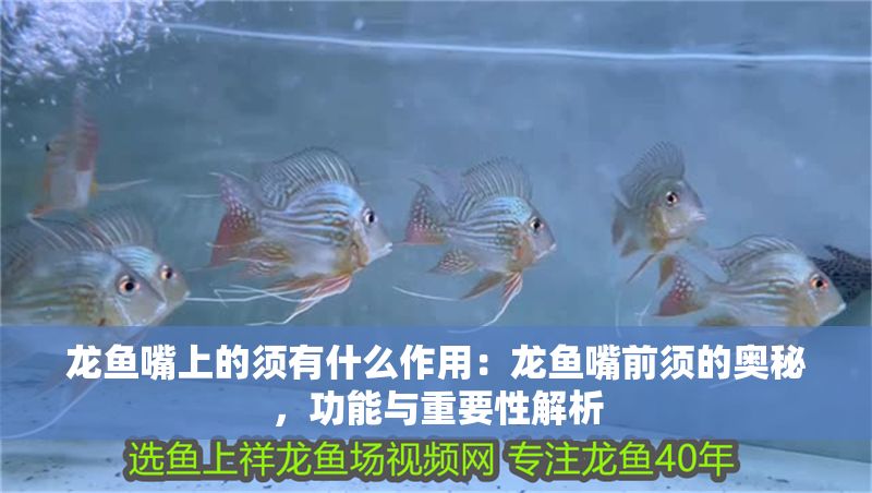 龍魚嘴上的須有什么作用：龍魚嘴前須的奧秘，功能與重要性解析