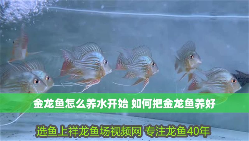 金龍魚(yú)怎么養(yǎng)水開(kāi)始 如何把金龍魚(yú)養(yǎng)好