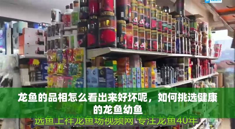 龍魚的品相怎么看出來好壞呢，如何挑選健康的龍魚幼魚