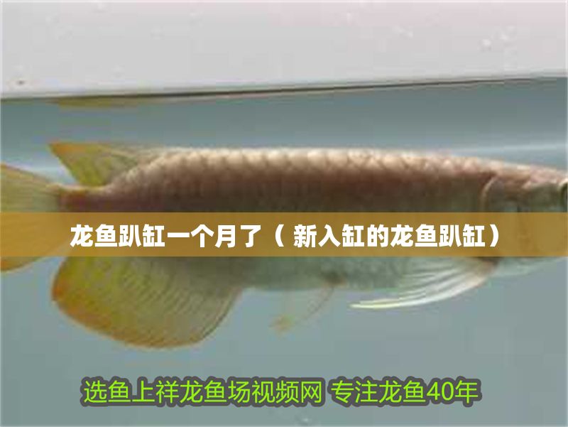 龍魚趴缸一個(gè)月了（ 新入缸的龍魚趴缸）