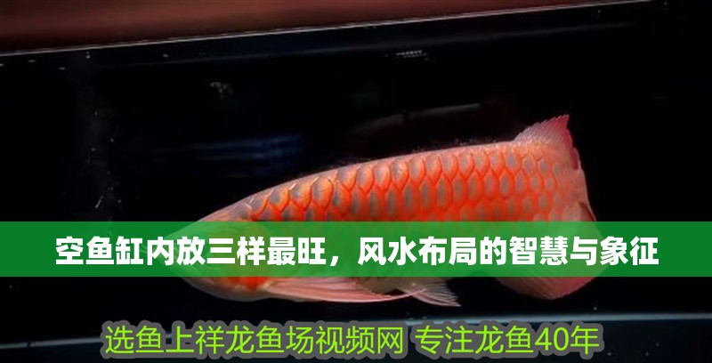 空魚缸內放三樣最旺，風水布局的智慧與象征