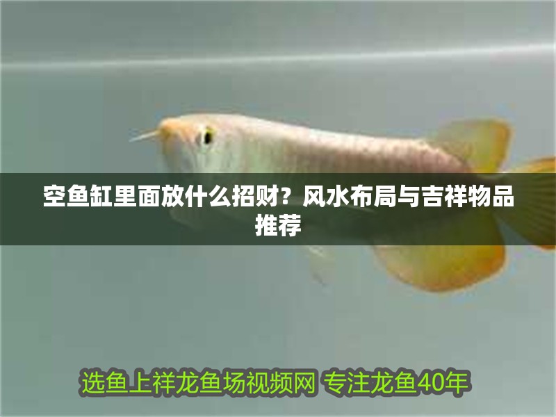 空魚缸里面放什么招財？風水布局與吉祥物品推薦