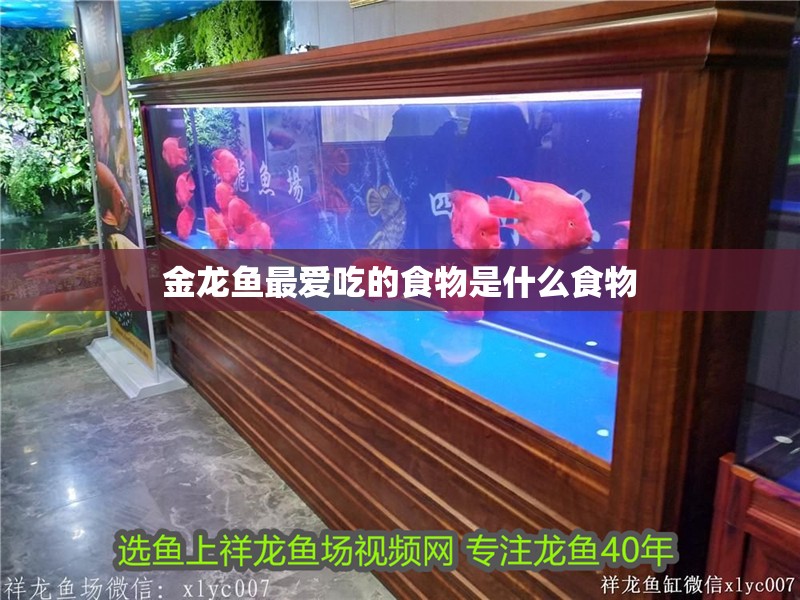 金龍魚最愛(ài)吃的食物是什么食物