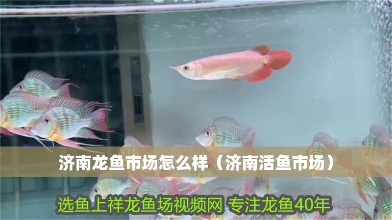 濟南龍魚市場怎么樣（濟南活魚市場）