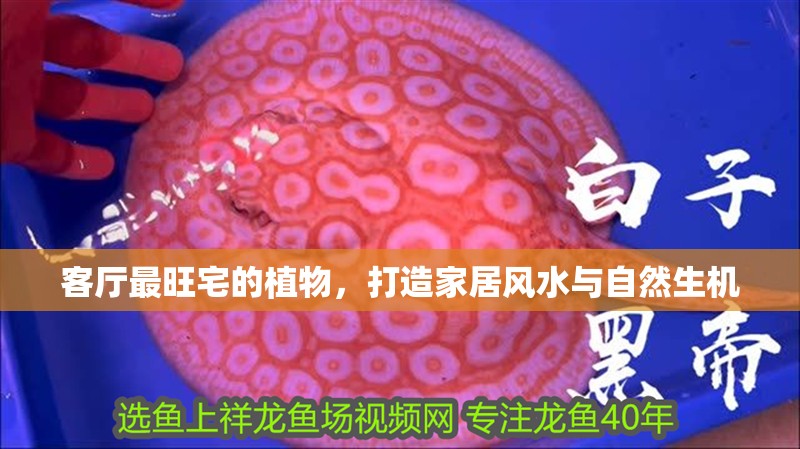 客廳最旺宅的植物，打造家居風水與自然生機