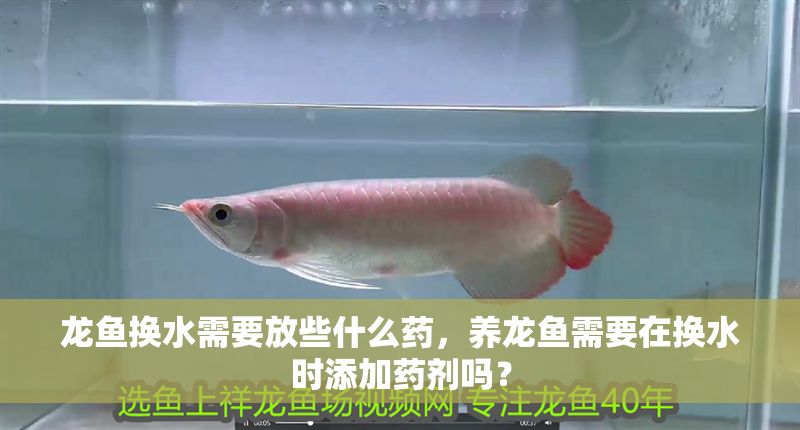 龍魚換水需要放些什么藥，養(yǎng)龍魚需要在換水時(shí)添加藥劑嗎？