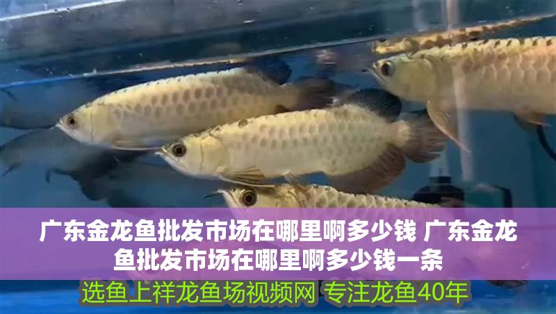 廣東金龍魚批發市場在哪里啊多少錢 廣東金龍魚批發市場在哪里啊多少錢一條