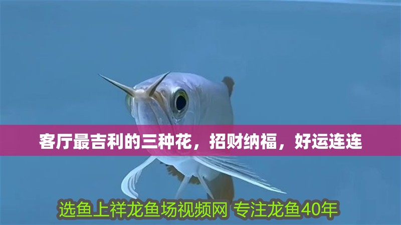 客廳最吉利的三種花，招財納福，好運連連 客廳最吉利的三種花，招財納福，好運連連 龍魚百科 第1張