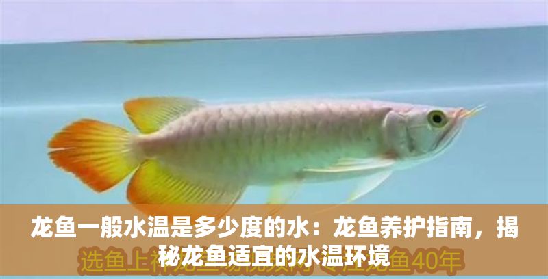 龍魚一般水溫是多少度的水：龍魚養護指南，揭秘龍魚適宜的水溫環境