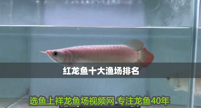 紅龍魚十大漁場排名