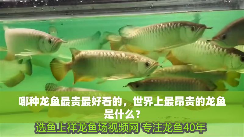 哪種龍魚最貴最好看的，世界上最昂貴的龍魚是什么？ 哪種龍魚最貴最好看的，世界上最昂貴的龍魚是什么？ 龍魚百科 第2張