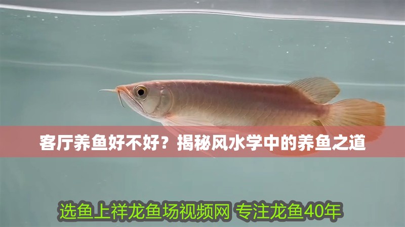 客廳養魚好不好？揭秘風水學中的養魚之道 客廳養魚好不好？揭秘風水學中的養魚之道 龍魚百科 第1張