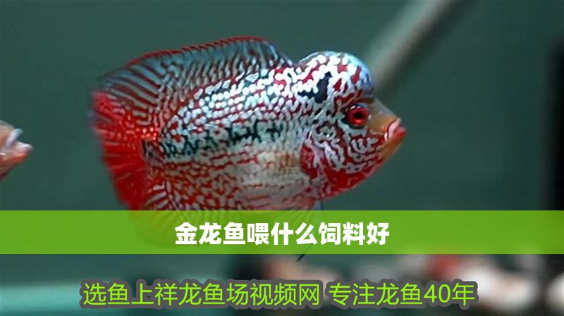 金龍魚喂什么飼料好