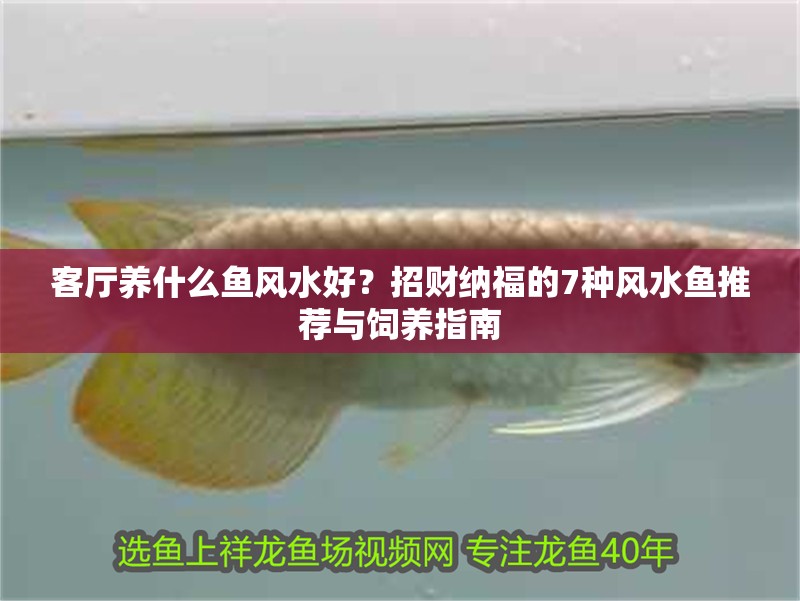 客廳養什么魚風水好？招財納福的7種風水魚推薦與飼養指南