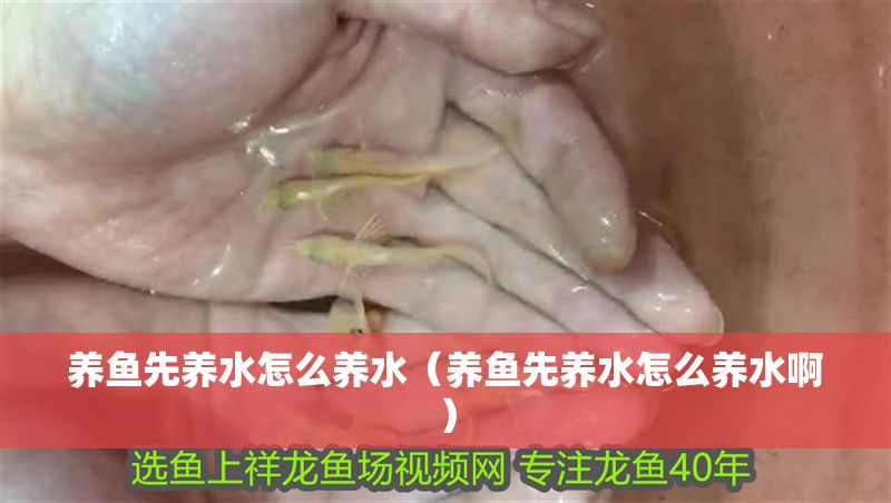 養魚先養水怎么養水（養魚先養水怎么養水?。? title=