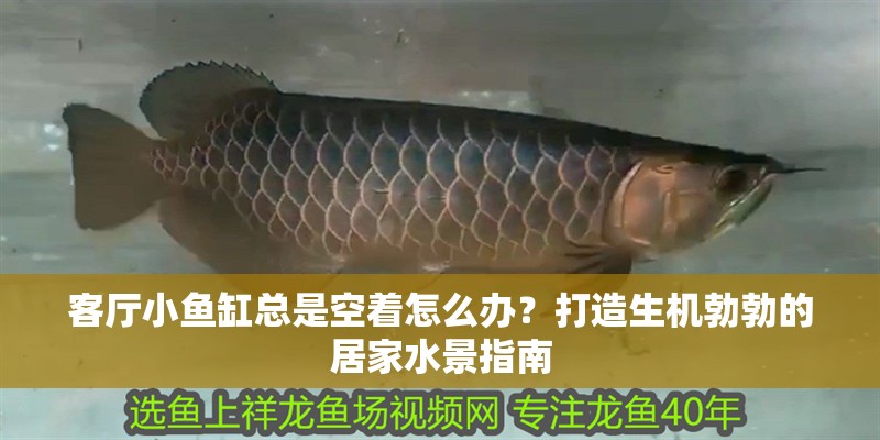 客廳小魚缸總是空著怎么辦？打造生機勃勃的居家水景指南 客廳小魚缸總是空著怎么辦？打造生機勃勃的居家水景指南 龍魚百科 第1張