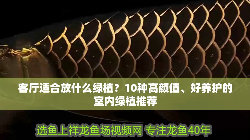 客廳適合放什么綠植？10種高顏值、好養護的室內綠植推薦