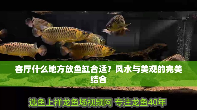 客廳什么地方放魚缸合適？風水與美觀的完美結合