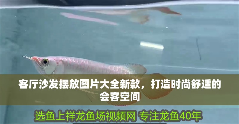 客廳沙發擺放圖片大全新款,打造時尚舒適的會客空間 龍魚百科 第1張 客廳沙發擺放圖片大全新款,打造時尚舒適的會客空間 客廳沙發擺放圖片大全新款,打造時尚舒適的會客空間 龍魚百科 第1張