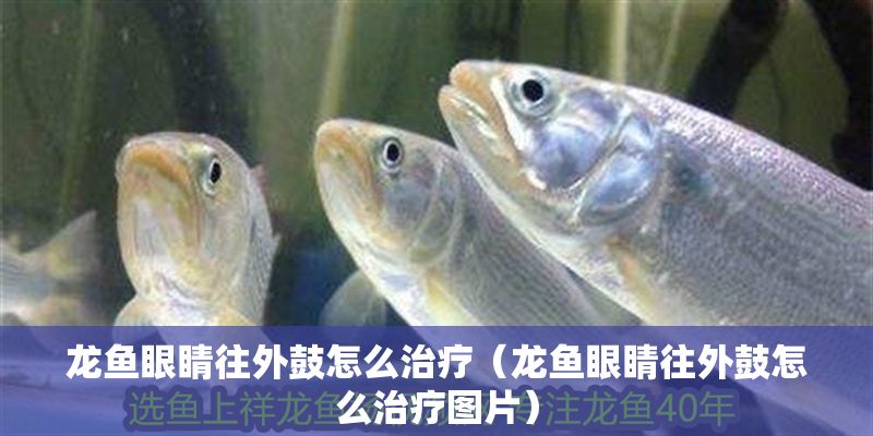 龍魚眼睛往外鼓怎么治療（龍魚眼睛往外鼓怎么治療圖片）