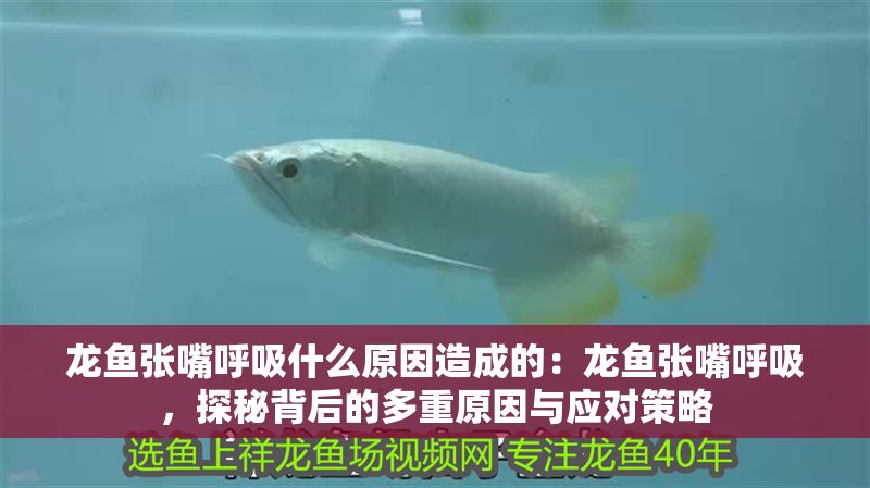 龍魚張嘴呼吸什么原因造成的：龍魚張嘴呼吸，探秘背后的多重原因與應(yīng)對策略