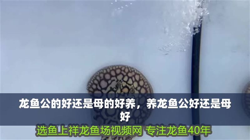 龍魚公的好還是母的好養，養龍魚公好還是母好