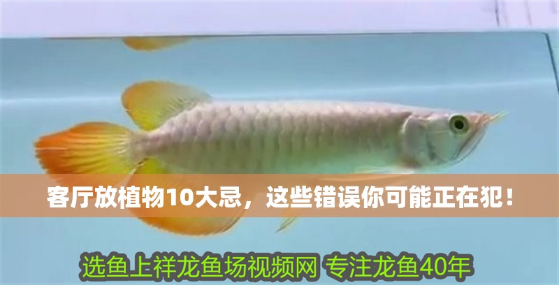 客廳放植物10大忌,這些錯誤你可能正在犯! 龍魚百科 第1張 客廳放植物10大忌,這些錯誤你可能正在犯! 客廳放植物10大忌,這些錯誤你可能正在犯! 龍魚百科 第1張