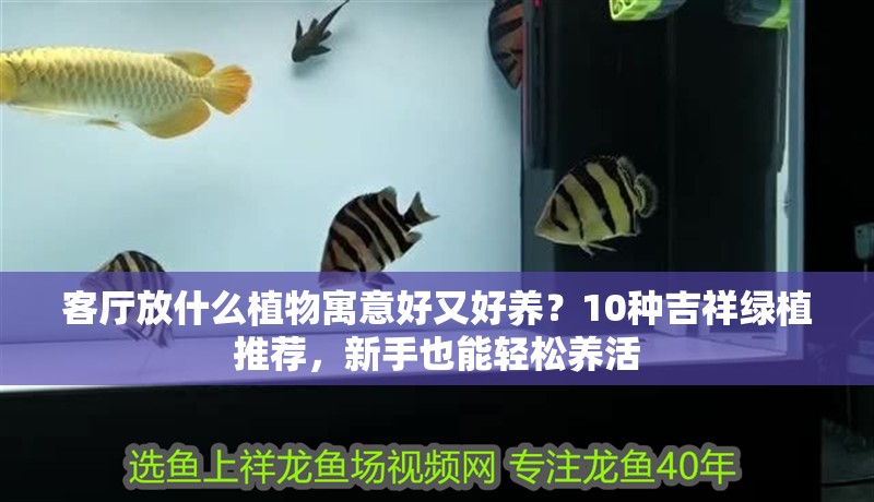 客廳放什么植物寓意好又好養？10種吉祥綠植推薦，新手也能輕松養活