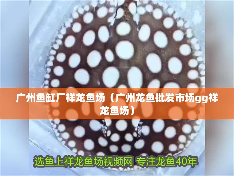 廣州魚缸廠祥龍魚場（廣州龍魚批發(fā)市場gg祥龍魚場）