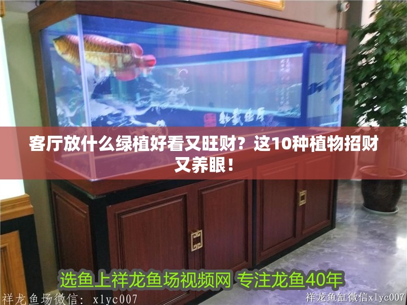 客廳放什么綠植好看又旺財(cái)？這10種植物招財(cái)又養(yǎng)眼！