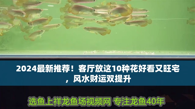2024最新推薦！客廳放這10種花好看又旺宅，風水財運雙提升