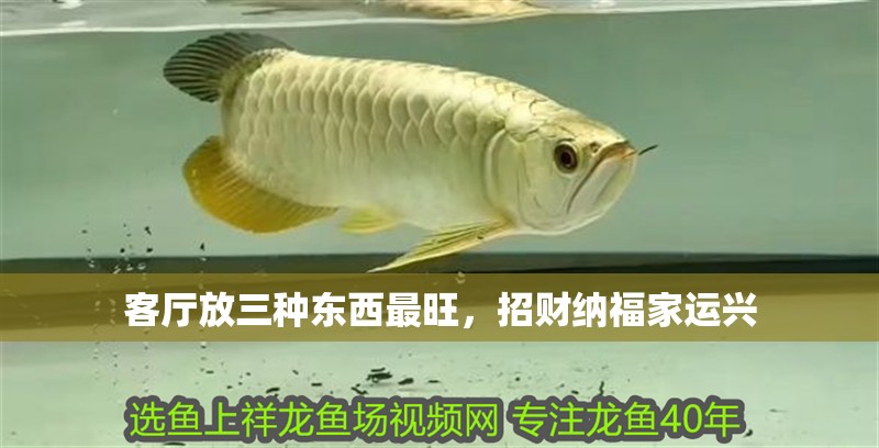 客廳放三種東西最旺，招財納福家運興 客廳放三種東西最旺，招財納福家運興 龍魚百科 第1張