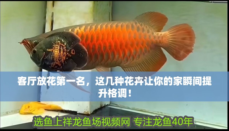 客廳放花第一名，這幾種花卉讓你的家瞬間提升格調！