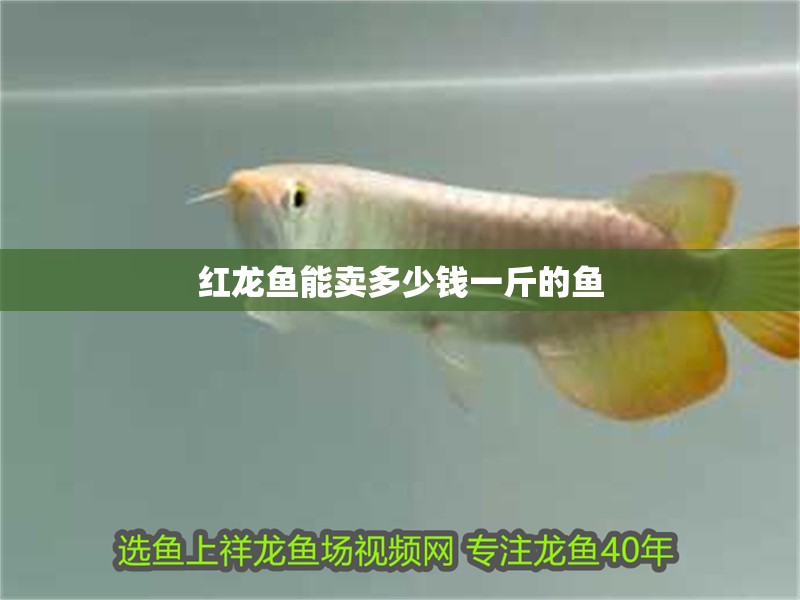 紅龍魚能賣多少錢一斤的魚 紅龍魚能賣多少錢一斤的魚 龍魚百科 第1張