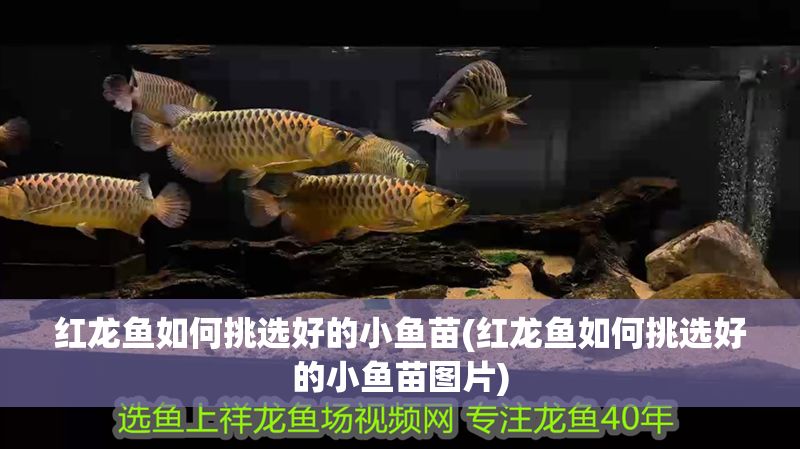 紅龍魚如何挑選好的小魚苗(紅龍魚如何挑選好的小魚苗圖片)