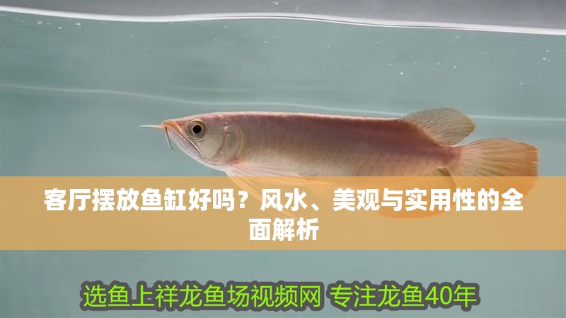 客廳擺放魚缸好嗎？風水、美觀與實用性的全面解析 客廳擺放魚缸好嗎？風水、美觀與實用性的全面解析 龍魚百科 第1張