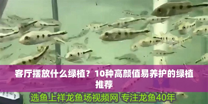 客廳擺放什么綠植？10種高顏值易養護的綠植推薦