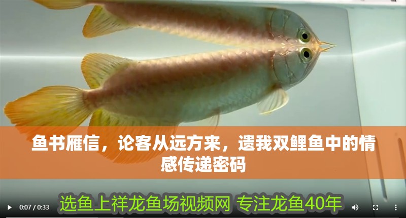魚書雁信，論客從遠方來，遺我雙鯉魚中的情感傳遞密碼