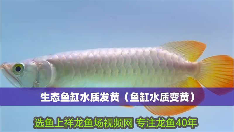 生態魚缸水質發黃（魚缸水質變黃）