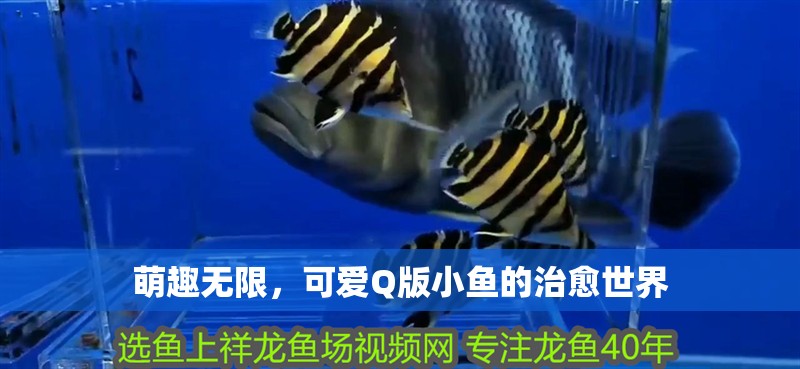 萌趣無限,可愛Q版小魚的治愈世界 龍魚百科 第1張 萌趣無限,可愛Q版小魚的治愈世界 萌趣無限,可愛Q版小魚的治愈世界 龍魚百科 第1張