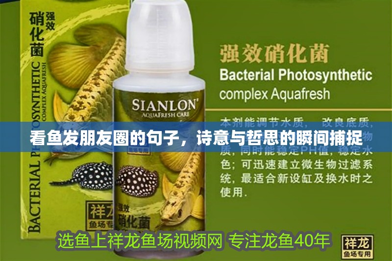 看魚發朋友圈的句子,詩意與哲思的瞬間捕捉 龍魚百科 第1張 看魚發朋友圈的句子,詩意與哲思的瞬間捕捉 看魚發朋友圈的句子,詩意與哲思的瞬間捕捉 龍魚百科 第1張